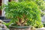 3 tuổi con giáp trồng cây đinh lăng phong thủy được cho là vượng khí vượng lộc