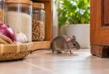 7 mẹo đuổi chuột khỏi nhà hiệu quả, không cần dùng bẫy độc