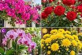 Hãy chọn 1 cây hoa mà bạn thích nhất, tiết lộ Phúc Lộc cuối năm