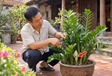 Loại cây hợp cả 5 mệnh, ra hoa là gia chủ có Tiền về
