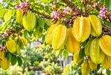 Trồng cây khế, muốn quả ngọt hơn hãy nhớ mẹo này