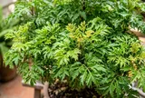 Trồng đinh lăng để hái lá ăn: 4 lưu ý giúp cây khỏe, ra chồi mới và an toàn khi sử dụng