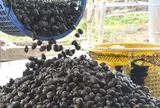 Nghề lạ ở Việt Nam: Nuôi con "1 vốn 4 lời", suốt ngày vùi dưới bùn, không phải chăm sóc, nông dân vươn lên làm giàu