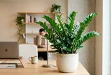 5 loại cây phong thủy dễ chăm, người mới khởi nghiệp có thể đặt ngay tại bàn làm việc