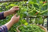 Cách trồng su su ra ngọn tua tủa, mập đều