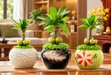 Cây tài lộc nên đặt ở đâu? Có 3 nơi nên tránh mà nhiều người không biết
