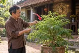 3 vị trí trồng cây Đinh Lăng càng tăng Phúc - Lộc