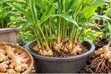 Trồng gừng phong thủy: 5 mẹo giúp cây đẻ nhiều nhánh, củ to, sai củ