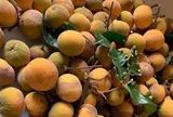 Loại quả xưa chín rụng đầy gốc nay thành đặc sản 70.000 đ/kg, trồng một lần thu hoạch nhiều năm, người thành phố ưa chuộng