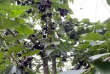 Loại quả tốt trên thế giới được trồng thành công ở Việt Nam, thành đặc sản được ưa chuộng, thu hoạch nhiều năm