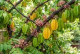3 vị trí trồng khế hút tài lộc vào nhà: Cây càng xanh tươi người càng sung túc