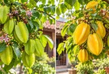 Cây khế chua và cây khế ngọt có khác nhau về ý nghĩa phong thủy không?