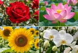 Chọn 1 bông hoa mà bạn thích nhất