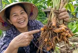 Cách trồng nghệ củ cái to chắc, đẻ nhiều nhánh con