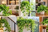 Những vị trí nên đặt cây trầu bà phong thủy, vừa đẹp nhà vừa được xem là hút tài lộc