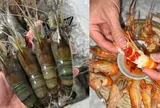 Phần đen trên đầu tôm là gạch hay chất thải: Cách đơn giản để phân biệt