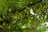 Loại quả mọc bờ rào xưa chín rụng đầy nay thành đặc sản 160.000 đ/kg, trồng một lần thu hoạch nhiều năm, người thành phố ưa chuộng