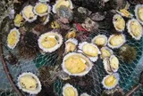 Đặc sản nghe tên "ngượng đỏ mặt", xưa không ai ngó ngàng nay được ưa chuộng giá 80.000 đ/con, dân bắt bán quanh năm