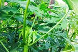 Cây mọc bờ rào "ngọt như mì chính", trồng một lần hái bán quanh năm, thành đặc sản lạ du khách thích mê