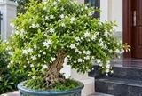 Cách trồng cây Mai Chiếu Thủy trong chậu xanh tốt, nở hoa trắng xóa