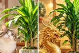 Con giáp nào thích hợp trồng thiết mộc lan phong thủy?