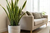 Năm sinh nào hợp trồng cây lưỡi hổ nhất?