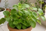 Nhà nào trồng húng chanh cũng nên biết 4 điều này: Chăm sai cách, cây dễ vàng lá, thối rễ