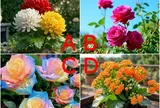 Trắc nghiệm: Chọn một chậu hoa, khám phá ngay bạn có phải người giúp bạn đời làm nên nghiệp lớn