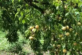 Loại quả xưa chín rụng đầy gốc nay thành đặc sản 40.000 đ/kg, trồng một lần thu hoạch nhiều năm, người thành phố ưa chuộng