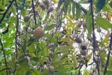 Loại quả mọc bờ rào xưa chín rụng đầy nay thành đặc sản 100.000 đ/kg, trồng một lần thu hoạch nhiều năm, du khách thích thú