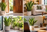  Cây lưỡi hổ đặt vị trí nào để tốt cho phong thủy? 4 nơi nên đặt, vừa đẹp nhà vừa hút sinh khí