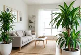 Vị trí tốt nhất để đặt cây thiết lan trong nhà là ở đâu?