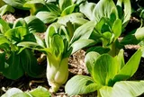 Loại rau lớn nhanh như thổi, giàu dưỡng chất, trồng 30 ngày có thể thu hoạch, giúp nông dân làm giàu