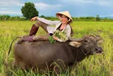 Cô bé đi chăn trâu, mò cua bắt ốc trở thành Á hậu nóng bỏng, lấy thiếu gia Hà Nội nay sống giàu sướng