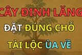 2 vị trí trồng đinh lăng hút tài lộc vào nhà
