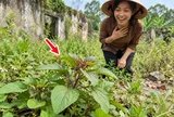 3 loại rau bồi bổ khí huyết cho phụ nữ