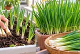 Cách trồng hành lá mùa đông nhanh lên, lá xanh mướt, cắt rồi lại mọc