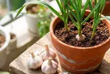 Cách trồng tỏi nhanh lớn, củ căng tròn