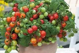 Cây ăn quả quen thuộc “lên chậu” thành bonsai đẹp lạ, giá tiền triệu vẫn đắt khách nhờ ý nghĩa phong thủy