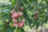 Loại quả xưa chín rụng đầy gốc nay thành đặc sản 50.000 đ/kg, trồng một lần thu hoạch nhiều năm, được ưa chuộng ở thành phố
