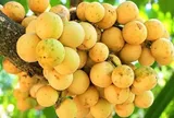 Đặc sản có tên "ngượng đỏ mặt", xưa mọc bờ rào nay được ưa chuộng giá 85.000 đ/kg, trồng một lần thu hoạch nhiều năm