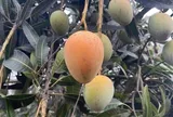 Loại quả tốt trên thế giới, Việt Nam trồng khắp nơi thành đặc sản giá 70.000 đ/kg, thu hoạch nhiều năm