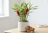 2 vị trí tốt trồng gừng giúp hút tài lộc vào nhà