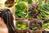 3 loại lá quen thuộc có thể dùng để gội đầu, giúp da đầu sạch thoáng, tóc dễ chịu hơn