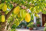 Cây khế vượng lộc cho mệnh nào?