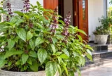 Trồng cây húng quế tại nhà, tin vui tới