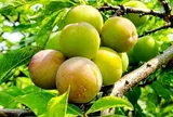 Loại quả xưa chín rụng đầy gốc nay thành đặc sản 95.000 đ/kg, trồng một lần thu hoạch nhiều năm, người thành phố ưa chuộng