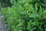 Cây mọc bờ rào có vị đắng nay thành đặc sản giá 50.000 đ/kg, trồng 3 tháng cho thu hoạch, du khách thích mê