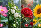Bạn ấn tượng với hình ảnh bông hoa nào?