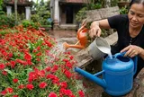 Cách pha nước tưới hoa kích nụ ra hoa liên tục